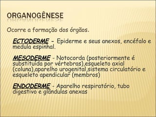Ocorre a formação dos órgãos .   ECTODERME  -  Epiderme e seus anexos, encéfalo e medula espinhal. MESODERME   - Notocorda (posteriormente é substituída por vértebras),esqueleto axial (coluna),aparelho urogenital,sistema circulatório e  esqueleto apendicular (membros) ENDODERME   - Aparelho respiratório, tubo digestivo e glândulas anexas 