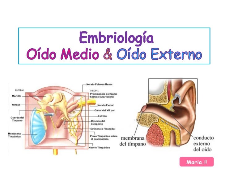 Embriologia&anatomia del oido