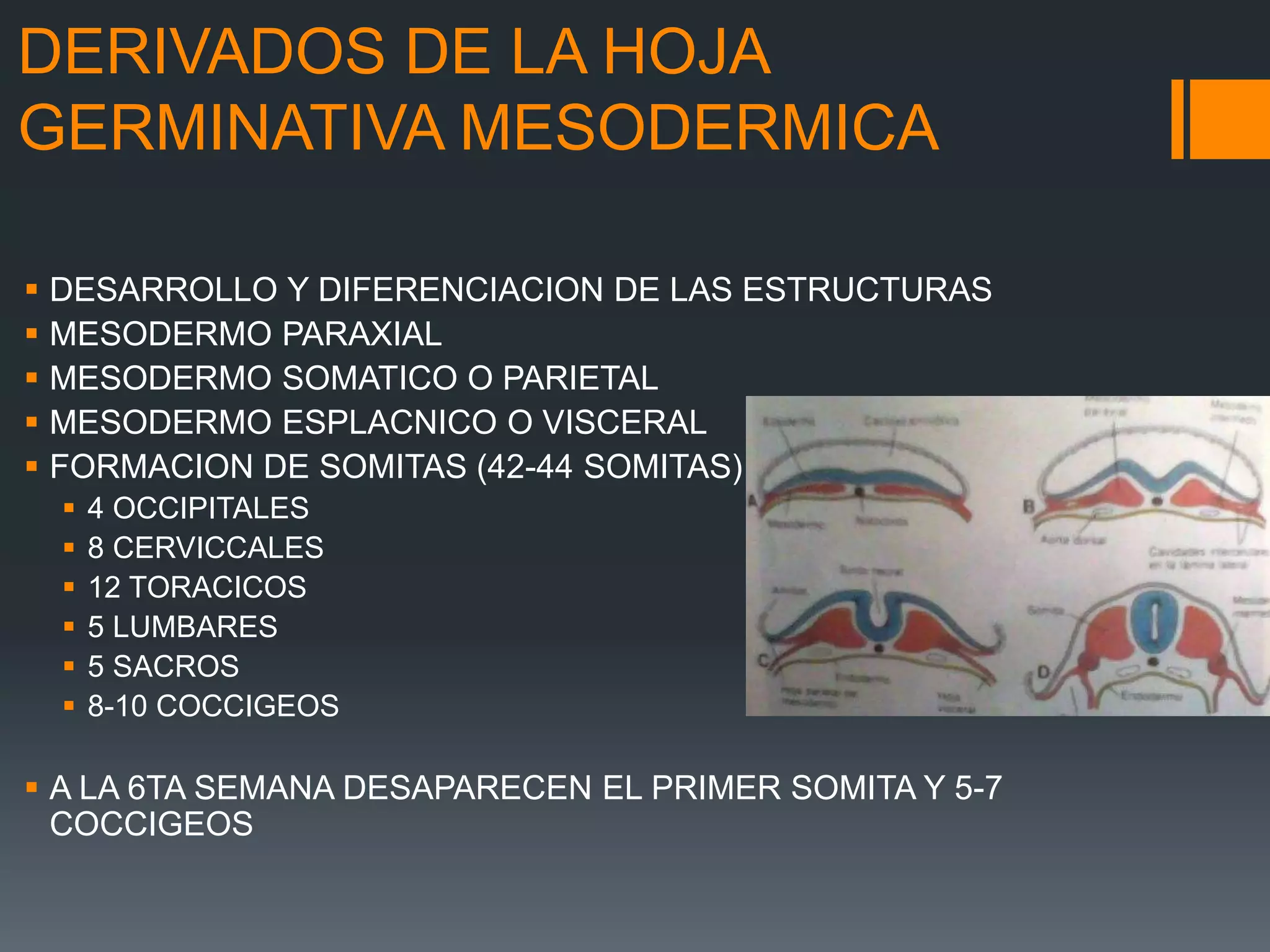 Labios Rombicos Embriologia, anatomia y clasificacion de labio y | PPTX