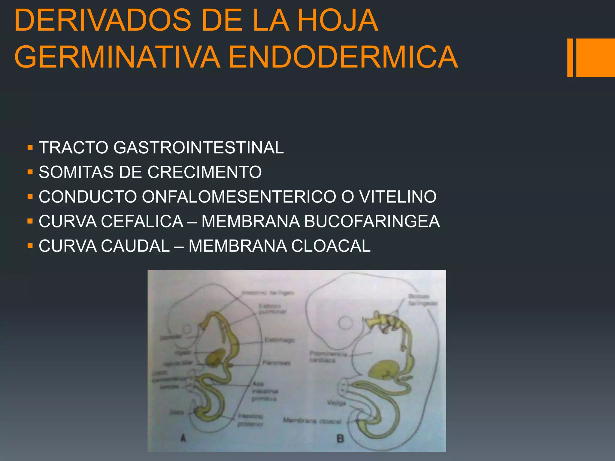 Labios Rombicos Embriologia, anatomia y clasificacion de labio y | PPTX
