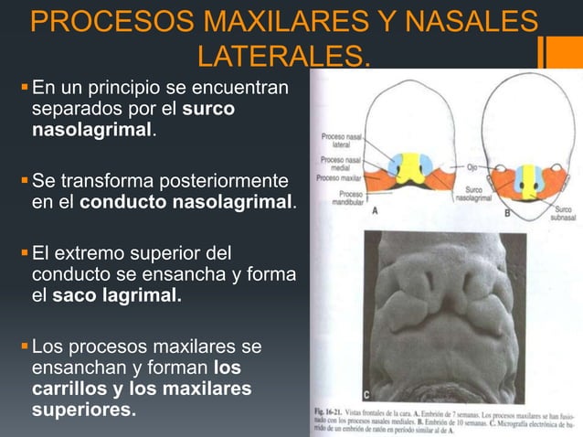 Labios Rombicos Embriologia, anatomia y clasificacion de labio y | PPTX