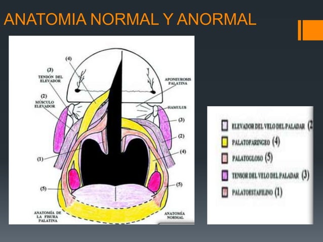 Labios Rombicos Embriologia, anatomia y clasificacion de labio y | PPTX