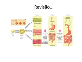 Revisão...