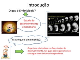 Introdução
Mas o que é um embrião?
O que é Embriologia?
Organismo pluricelular em fases iniciais de
desenvolvimento, nas quais este organismo não
consegue viver de forma independente.
Estudo do
desenvolvimento
embrionário