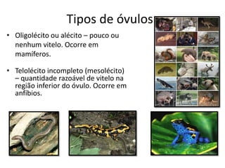 Tipos de óvulos
• Oligolécito ou alécito – pouco ou
nenhum vitelo. Ocorre em
mamíferos.
• Telolécito incompleto (mesolécito)
– quantidade razoável de vitelo na
região inferior do óvulo. Ocorre em
anfíbios.