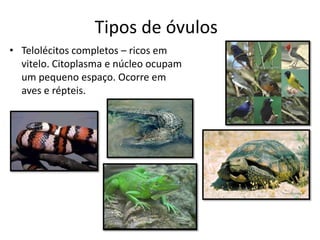 Tipos de óvulos
• Telolécitos completos – ricos em
vitelo. Citoplasma e núcleo ocupam
um pequeno espaço. Ocorre em
aves e répteis.
