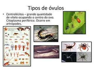 Tipos de óvulos
• Centrolécitos – grande quantidade
de vitelo ocupando o centro do ovo.
Citoplasma periférico. Ocorre em
artrópodes.