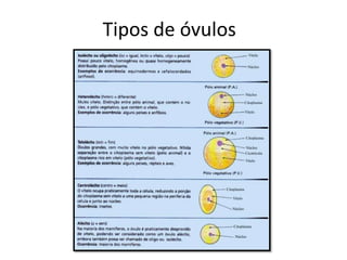 Tipos de óvulos