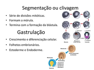 Segmentação ou clivagem
• Série de divisões mitóticas.
• Formam a mórula.
• Termina com a formação da blástula.
Gastrulação
• Crescimento e diferenciação celular.
• Folhetos embrionários.
• Ectoderme e Endoderme.