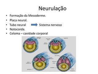 Neurulação
• Formação da Mesoderme.
• Placa neural.
• Tubo neural
• Notocorda.
• Celoma – cavidade corporal
Sistema nervoso