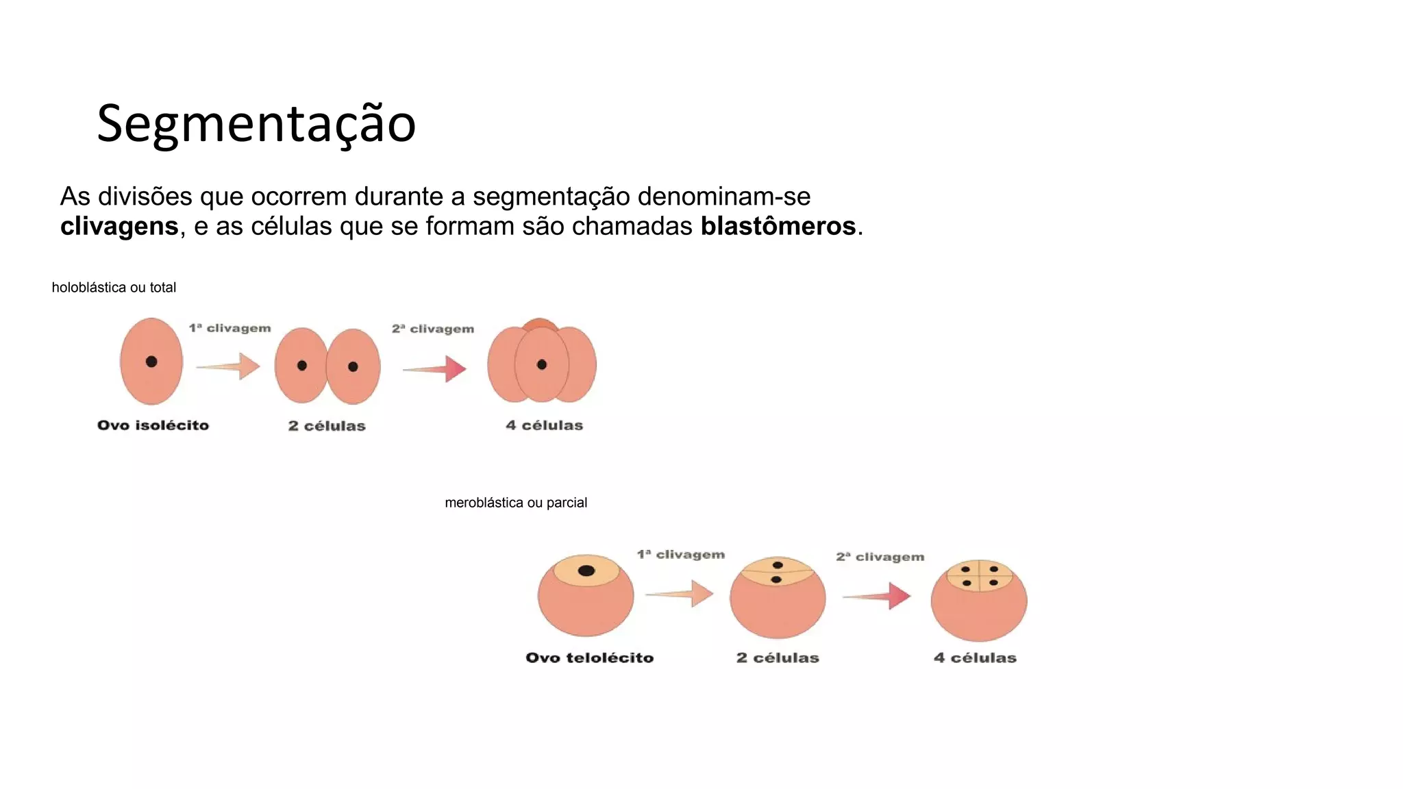 Segmentação
As divisões que ocorrem durante a segmentação denominam-se
clivagens, e as células que se formam são chamadas blastômeros.
holoblástica ou total
meroblástica ou parcial