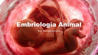 Embriologia Animal
Prof. Ronaldo Santana
 