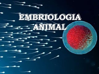 EMBRIOLOGIA
ANIMAL
 