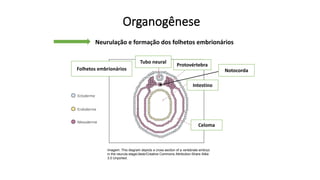 Organogênese
Neurulação e formação dos folhetos embrionários
Ectoderme
Mesoderme
Endoderme
Tubo neural
Folhetos embrionários
Imagem: This diagram depicts a cross section of a vertebrate embryo
in the neurula stage/Jlesk/Creative Commons Attribution-Share Alike
3.0 Unported.
Notocorda
Intestino
Celoma
Protovértebra
 