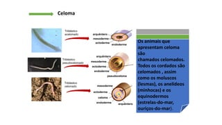 Celoma
Em alguns animais a
única cavidade que se
forma no embrião é o
arquêntero, sendo
portanto designados
acelomados.
Alguns animais são
denominados
pseudocelomados, pois
o celoma só é
verdadeiro quando
completamente
revestido pelo
mesoderma, é o caso
da lombriga.
endoderme
arquêntero
ectoderme
mesoderme
Triblástico
acelomado
endoderme
celoma
arquêntero
ectoderme
mesoderme
Triblástico
celomado
endoderme
pseudoceloma
arquêntero
ectoderme
mesoderme
Triblástico
pseudocelomado
Os animais que
apresentam celoma
são
chamados celomados.
Todos os cordados são
celomados , assim
como os moluscos
(lesmas), os anelídeos
(minhocas) e os
equinodermos
(estrelas-do-mar,
ouriços-do-mar).
 