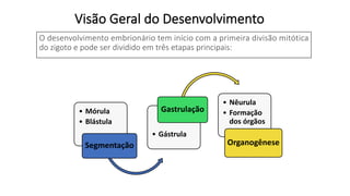 Visão Geral do Desenvolvimento
O desenvolvimento embrionário tem início com a primeira divisão mitótica
do zigoto e pode ser dividido em três etapas principais:
• Mórula
• Blástula
Segmentação
• Gástrula
Gastrulação
• Nêurula
• Formação
dos órgãos
Organogênese
 