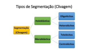 Tipos de Segmentação (Clivagem)
Segmentação
(Clivagem)
Holoblástica
Oligolécitos
Heterolécitos
Meroblástica
Telolécitos
Centrolécitos
 