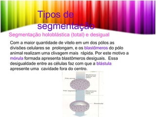 Tipos de
segmentação
Segmentação holoblástica (total) e desigual
Com a maior quantidade de vitelo em um dos pólos as
divisões celulares se prolongam, e os blastômeros do pólo
animal realizam uma clivagem mais rápida. Por este motivo a
mórula formada apresenta blastômeros desiguais. Essa
desigualdade entre as células faz com que a blástula
apresente uma cavidade fora do centro.
 