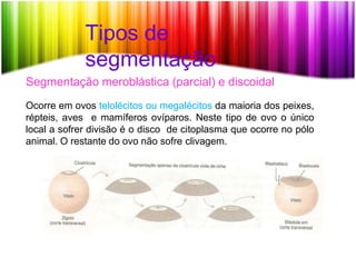 Tipos de
segmentação
Segmentação meroblástica (parcial) e discoidal
Ocorre em ovos telolécitos ou megalécitos da maioria dos peixes,
répteis, aves e mamíferos ovíparos. Neste tipo de ovo o único
local a sofrer divisão é o disco de citoplasma que ocorre no pólo
animal. O restante do ovo não sofre clivagem.
 