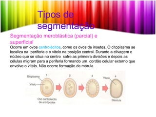 Tipos de
segmentação
Segmentação meroblástica (parcial) e
superficial
Ocorre em ovos centrolécitos, como os ovos de insetos. O citoplasma se
localiza na periferia e o vitelo na posição central. Durante a clivagem o
núcleo que se situa no centro sofre as primeira divisões e depois as
células migram para a periferia formando um cordão celular externo que
envolve o vitelo. Não ocorre formação de mórula.
 