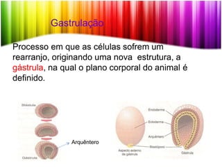 Gastrulação
Processo em que as células sofrem um
rearranjo, originando uma nova estrutura, a
gástrula, na qual o plano corporal do animal é
definido.
Arquêntero
 