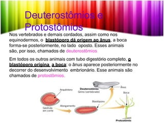 Deuterostômios e
Protostômios
Nos vertebrados e demais cordados, assim como nos
equinodermos, o blastóporo dá origem ao ânus, a boca
forma-se posteriormente, no lado oposto. Esses animais
são, por isso, chamados de deuterostômios
Em todos os outros animais com tubo digestório completo, o
blastóporo origina a boca; o ânus aparece posteriormente no
decorrer do desenvolvimento embrionário. Esse animais são
chamados de protostômios.
 