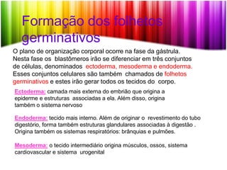 Formação dos folhetos
germinativos
O plano de organização corporal ocorre na fase da gástrula.
Nesta fase os blastômeros irão se diferenciar em três conjuntos
de células, denominados ectoderma, mesoderma e endoderma.
Esses conjuntos celulares são também chamados de folhetos
germinativos e estes irão gerar todos os tecidos do corpo.
Ectoderma: camada mais externa do embrião que origina a
epiderme e estruturas associadas a ela. Além disso, origina
também o sistema nervoso
Endoderma: tecido mais interno. Além de originar o revestimento do tubo
digestório, forma também estruturas glandulares associadas à digestão .
Origina também os sistemas respiratórios: brânquias e pulmões.
Mesoderma: o tecido intermediário origina músculos, ossos, sistema
cardiovascular e sistema urogenital
 