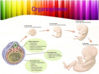 Organogênese
 
