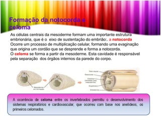 Formação da notocorda e
celoma
As células centrais da mesoderme formam uma importante estrutura
embrionária, que é o eixo de sustentação do embrião:. a notocorda
Ocorre um processo de multiplicação celular, formando uma evaginação
que origina um cordão que se desprende e forma a notocorda.
O celoma se forma a partir da mesoderme. Esta cavidade é responsável
pela separação dos órgãos internos da parede do corpo.
 
