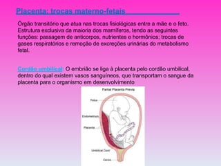 Placenta: trocas materno-fetais
Órgão transitório que atua nas trocas fisiológicas entre a mãe e o feto.
Estrutura exclusiva da maioria dos mamíferos, tendo as seguintes
funções: passagem de anticorpos, nutrientes e hormônios; trocas de
gases respiratórios e remoção de excreções urinárias do metabolismo
fetal.
Cordão umbilical: O embrião se liga à placenta pelo cordão umbilical,
dentro do qual existem vasos sanguíneos, que transportam o sangue da
placenta para o organismo em desenvolvimento
 