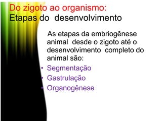 Do zigoto ao organismo:
Etapas do desenvolvimento
As etapas da embriogênese
animal desde o zigoto até o
desenvolvimento completo do
animal são:
• Segmentação
• Gastrulação
• Organogênese
 