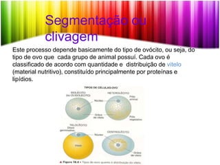 Segmentação ou
clivagem
Este processo depende basicamente do tipo de ovócito, ou seja, do
tipo de ovo que cada grupo de animal possuí. Cada ovo é
classificado de acordo com quantidade e distribuição de vitelo
(material nutritivo), constituído principalmente por proteínas e
lipídios.
 