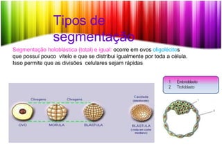 Tipos de
segmentação
Segmentação holoblástica (total) e igual: ocorre em ovos oligolécitos
que possuí pouco vitelo e que se distribui igualmente por toda a célula.
Isso permite que as divisões celulares sejam rápidas
 