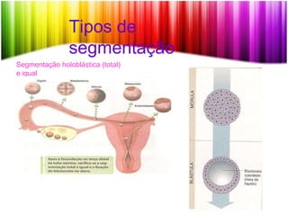 Tipos de
segmentação
Segmentação holoblástica (total)
e igual
 