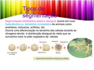 Tipos de
segmentação
Segmentação holoblástica (total) e desigual: ocorre em ovos
heterolécitos ou telolécitos incompletos de animais como
anelídeos, moluscos, anfíbios, etc.
Ocorre uma diferenciação no tamanho das células durante as
clivagens devido à distribuição desigual de vitelo que se
concentra mais no pólo vegetativo da células
 