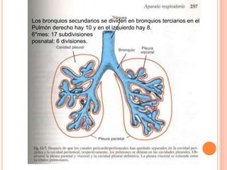 Los bronquios secundarios se dividen en bronquios terciarios en el 
Pulmón derecho hay 10 y en el izquierdo hay 8. 
6*mes: 17 subdivisiones 
posnatal: 6 divisiones. 
 