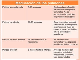 Maduración de los pulmones 
Periodo seudoglandular 5-16 semanas Continúa la ramificación 
para formar bronquíolos 
terminales. No se 
encuentran bronquíolos 
respiratorios ni alvéolos 
Periodo canalicular 16-26 semanas Cada bronquiolo terminal 
se divide en 2 bronquíolos 
respiratorios o más, los 
cuales a su vez se dividen 
en 3 a 6 conductos 
alveolares 
Periodo del saco alveolar 26 semanas hasta el 
nacimiento 
Se forman sacos 
terminales y los capilares 
establecen íntimo contacto 
Periodo alveolar 8 meses hasta la infancia Alvéolos maduros con 
contactos epiteliales 
endoteliales (capilares) 
bien desarrollados 
 