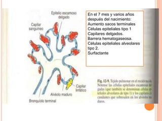 En el 7 mes y varios años 
después del nacimiento: 
Aumento sacos terminales 
Células epiteliales tipo 1 
Capilares delgados. 
Barrera hematogaseosa. 
Células epiteliales alveolares 
tipo 2. 
Surfactante 
 