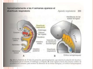 Aproximadamente a las 4 semanas aparece el 
divertículo respiratorio 
 