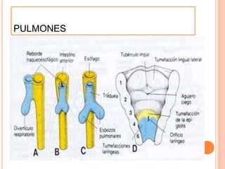 PULMONES 
 