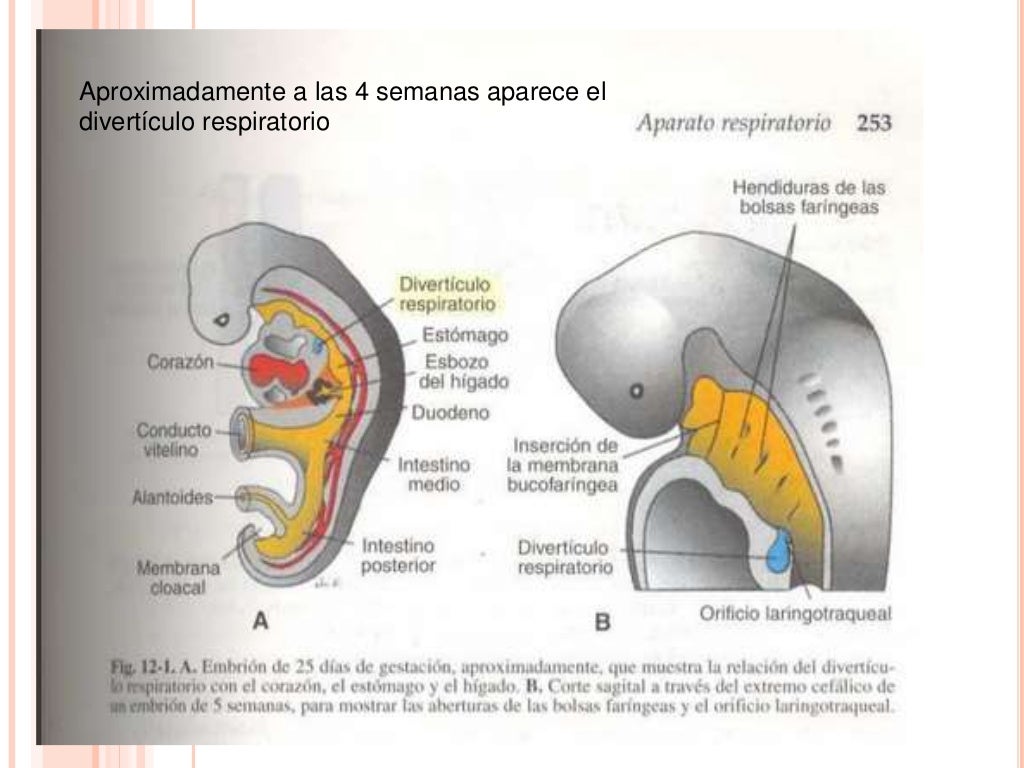 Embriologia aparato respiratorio