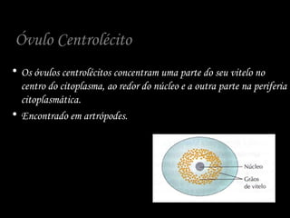 Óvulo Centrolécito
• Os óvulos centrolécitos concentram uma parte do seu vitelo no
centro do citoplasma, ao redor do núcleo e a outra parte na periferia
citoplasmática.
• Encontrado em artrópodes.
 