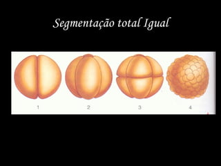 Segmentação total Igual
 