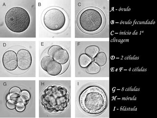 A - óvulo
C – início da 1ª
clivagem
B – óvulo fecundado
D – 2 células
E e F – 4 células
G – 8 células
H – mórula
I - blástula
 