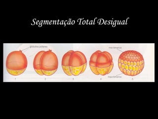 Segmentação Total Desigual
 