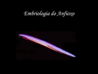 Embriologia do Anfioxo
 