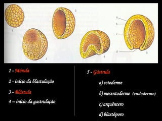 1 - Mórula
2 - início da blastulação
3 - Blástula
4 – início da gastrulação
5 - Gástrula
a) ectoderme
b) mesentoderme (endoderme)
c) arquêntero
d) blastóporo
 