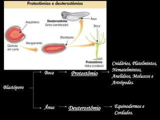 Blastóporo
Boca Protostômio
Cnidários, Platelmintos,
Nematelmintos,
Anelídeos, Moluscos e
Artrópodes.
Ânus Deuterostômio Equinodermos e
Cordados.
 