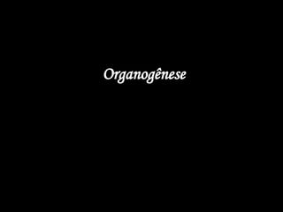 Organogênese
 