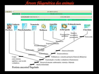 Árvore filogenética dos animais
 